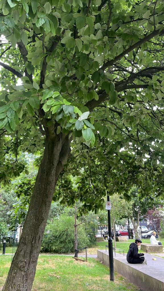 Photo of trees in a park 